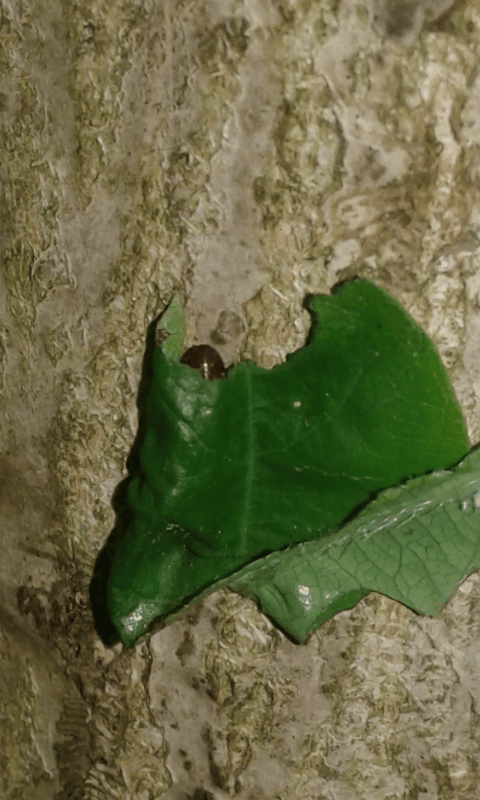 Ichneumonidae da ID 5